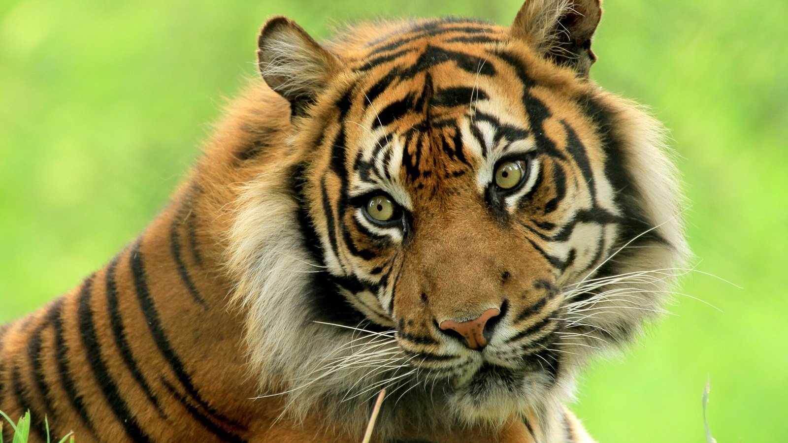 Обои тигр, морда, взгляд, хищник, дикая кошка, красавец, tiger, face, look, predator, wild cat, handsome разрешение 2048x1482 Загрузить
