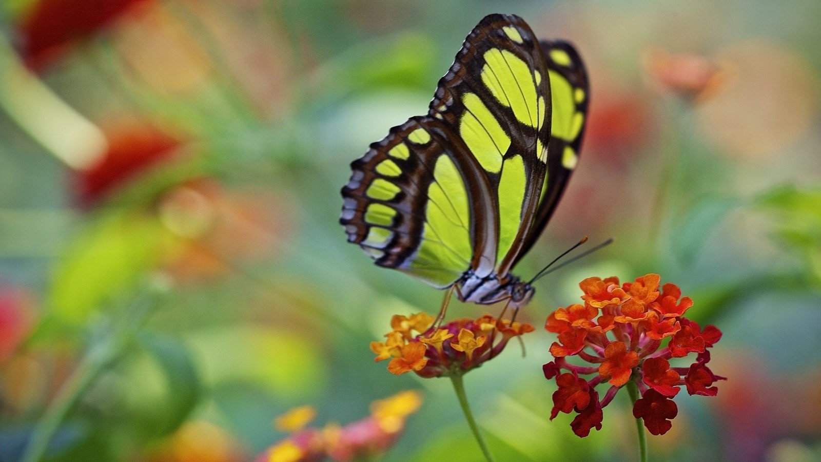 Обои макро, цветок, бабочка, крылья, насекомые, macro, flower, butterfly, wings, insects разрешение 2034x1386 Загрузить