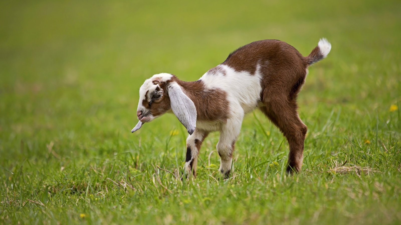 Обои трава, животные, лужайка, детеныш, козленок, козы, grass, animals, lawn, cub, goat, goats разрешение 2048x1365 Загрузить