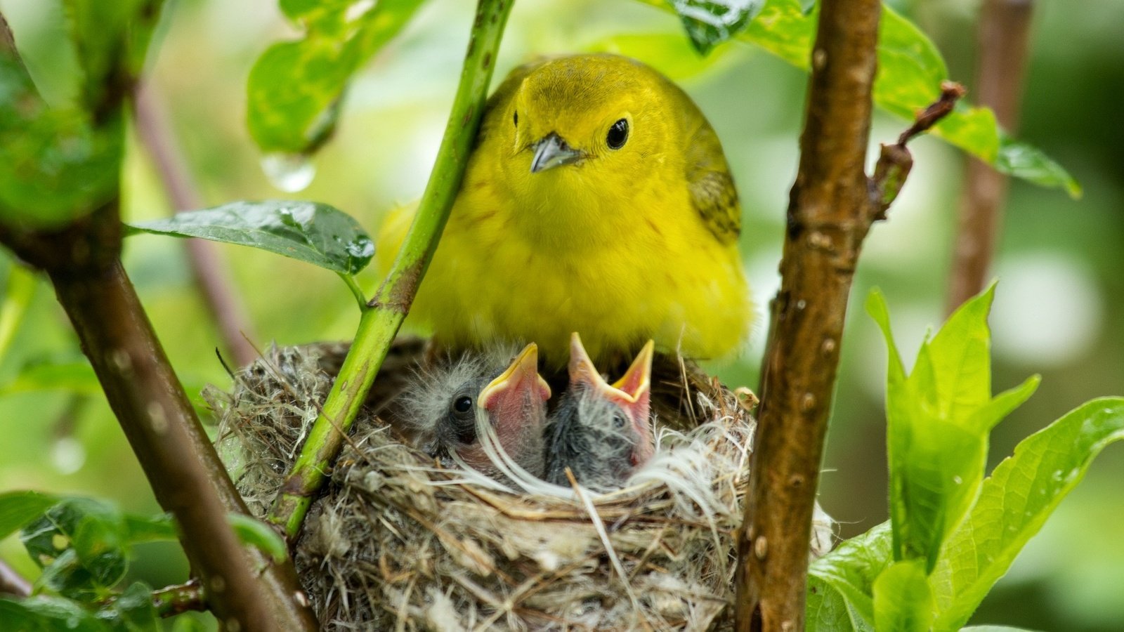 Обои птицы, птичка, птенцы, гнездо, птиц, гнезда, желторотики, birds, bird, chicks, socket, wet behind the ears разрешение 2048x1365 Загрузить