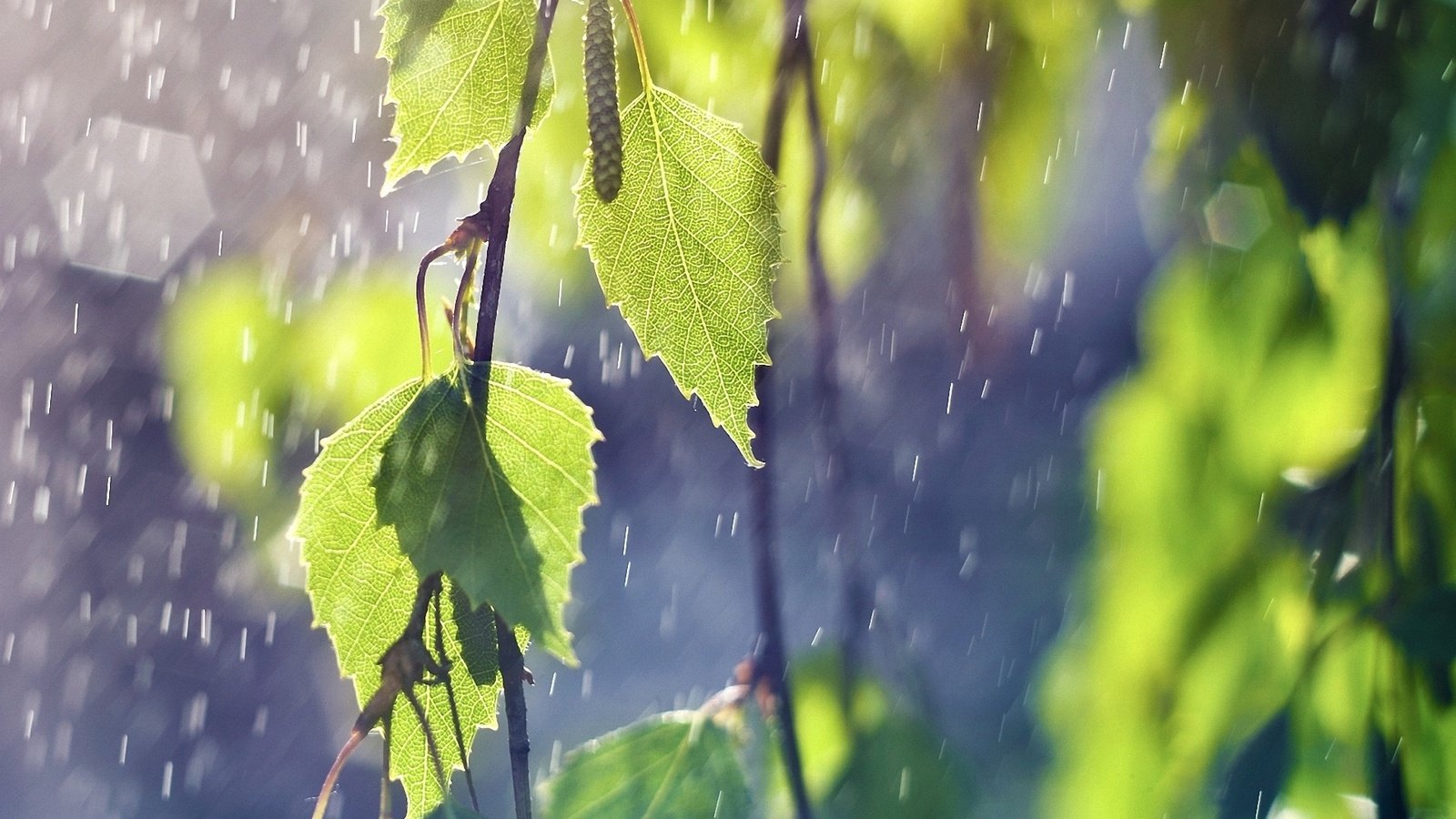 Обои природа, листья, ветки, дождь, береза, зеленый лист, nature, leaves, branches, rain, birch, green leaf разрешение 1920x1200 Загрузить