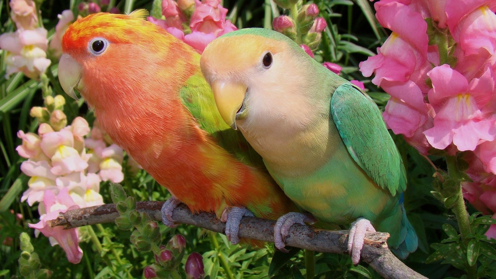 Обои цветы, птицы, парочка, попугаи, неразлучники, flowers, birds, a couple, parrots, lovebird разрешение 2048x1399 Загрузить