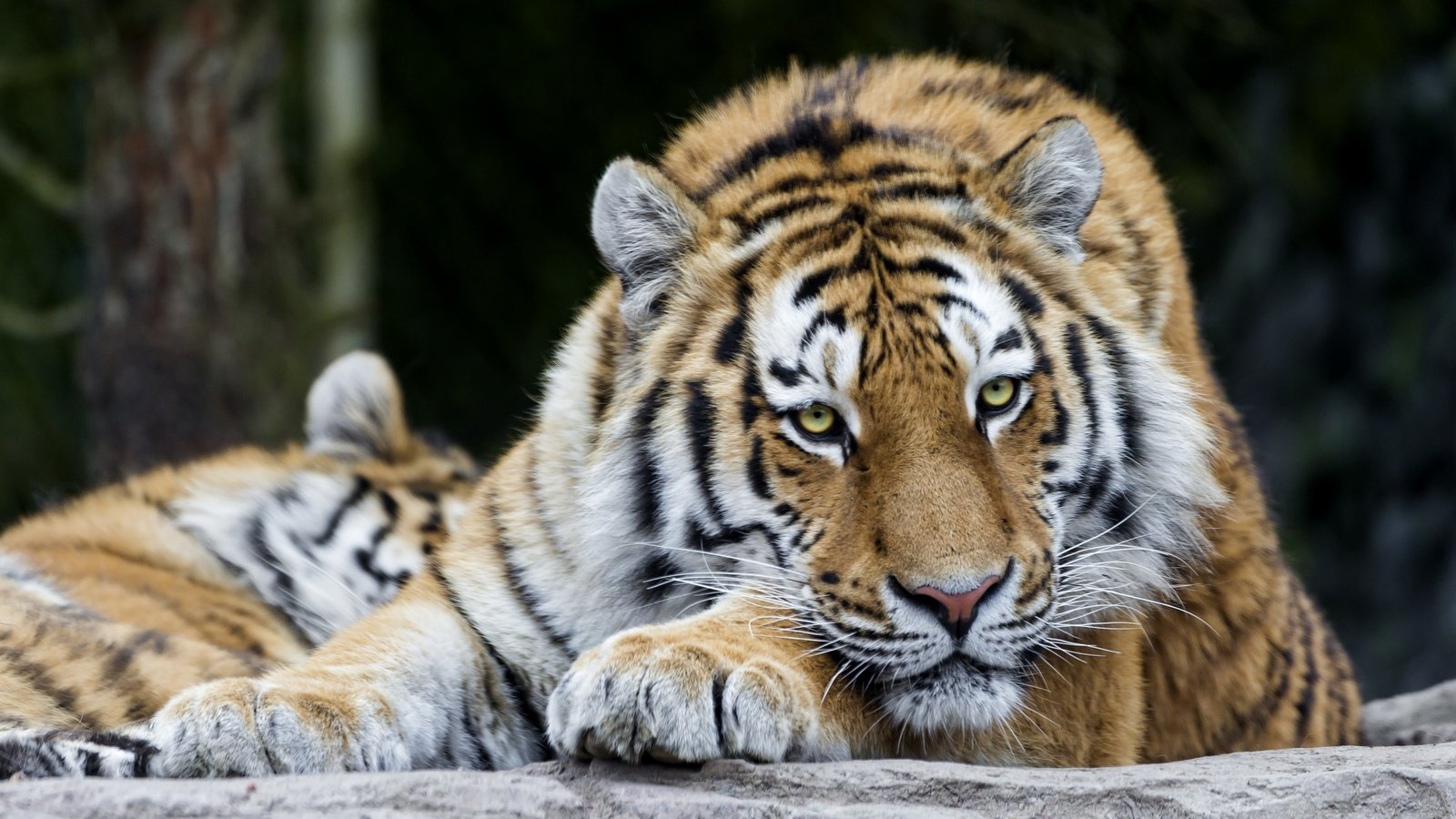 Обои тигр, морда, лапы, кошка, хищник, большая, дикая, tiger, face, paws, cat, predator, large, wild разрешение 3300x2200 Загрузить