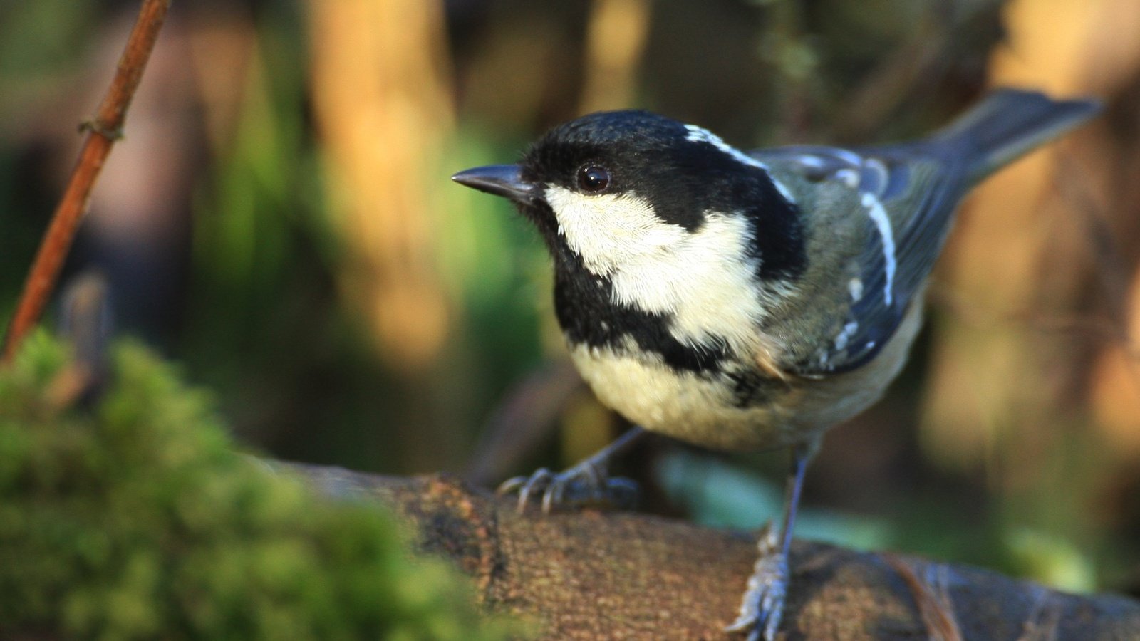 Обои природа, птица, клюв, птичка, синица, синичка, nature, bird, beak, tit, titmouse разрешение 2100x1432 Загрузить