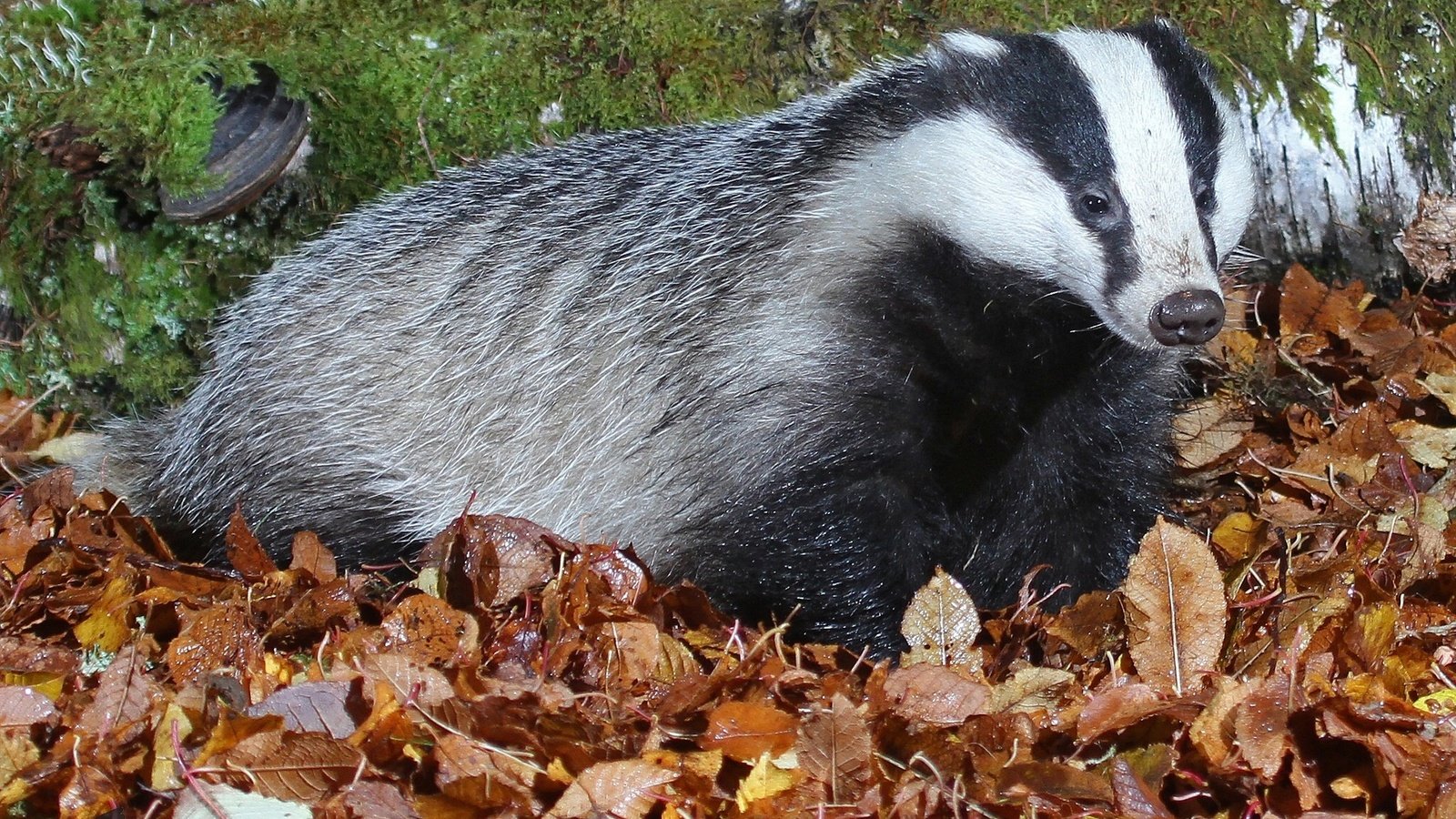 Обои природа, листья, мох, млекопитающее, барсуки, барсук, nature, leaves, moss, mammal, badgers, badger разрешение 2048x1271 Загрузить