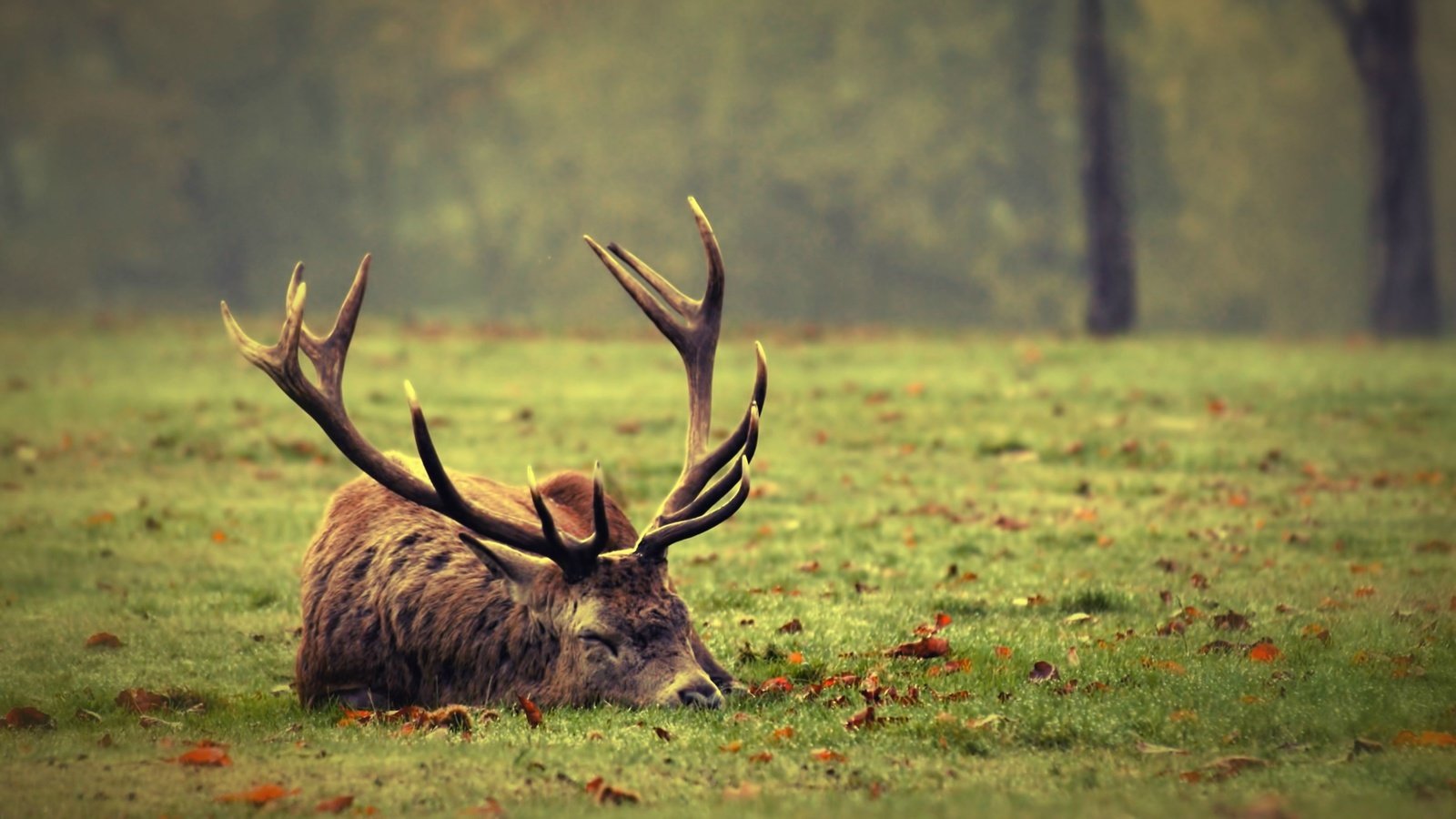 Обои трава, природа, зелень, листья, олень, спит, рога, grass, nature, greens, leaves, deer, sleeping, horns разрешение 3206x1860 Загрузить