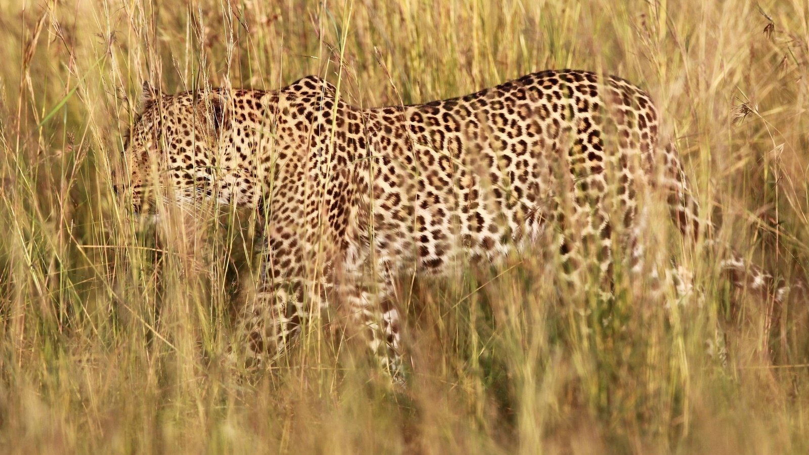 Обои трава, природа, леопард, хищник, grass, nature, leopard, predator разрешение 1945x1273 Загрузить