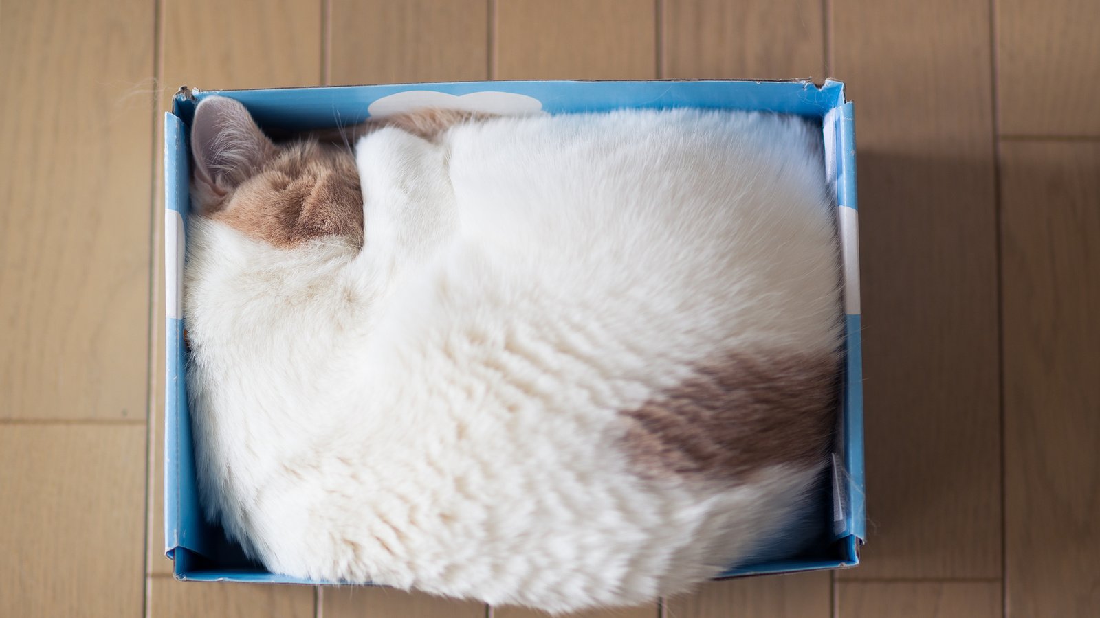 Обои кошка, спит, дом, коробка, cat, sleeping, house, box разрешение 2048x1419 Загрузить