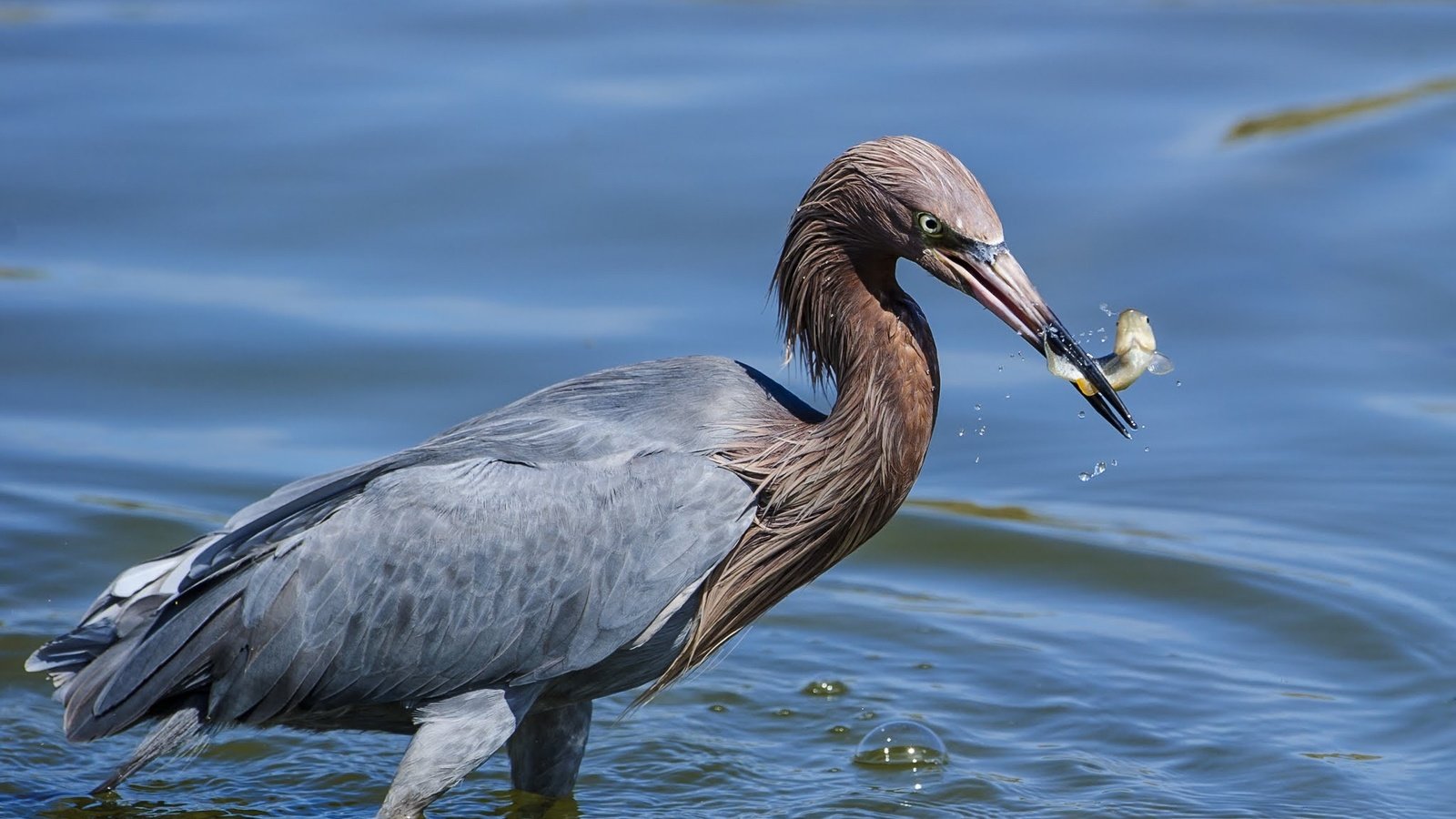 Обои вода, птица, клюв, перья, рыба, цапля, улов, water, bird, beak, feathers, fish, heron, catch разрешение 2048x1463 Загрузить