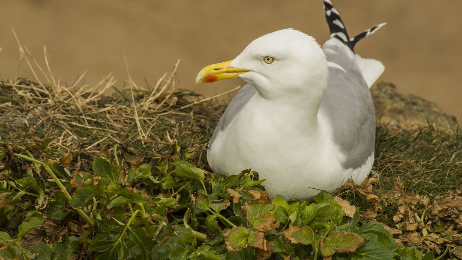 Обои трава, природа, листья, чайка, птицы, grass, nature, leaves, seagull, birds разрешение 2048x1365 Загрузить