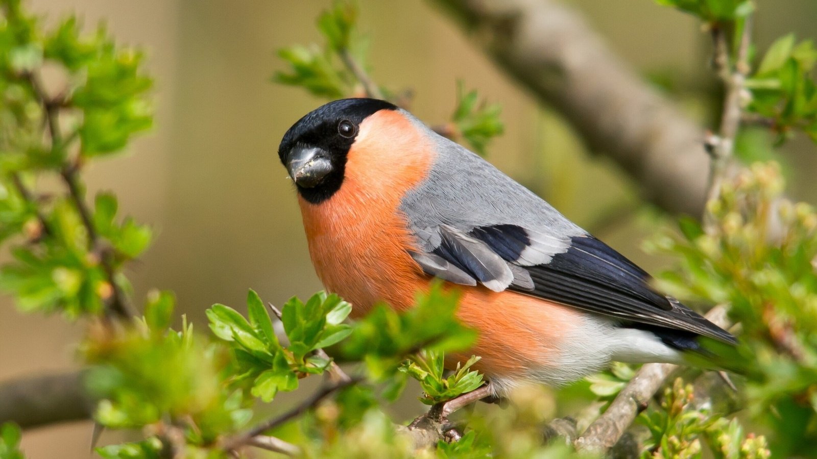 Обои листья, ветки, птица, клюв, снегирь, leaves, branches, bird, beak, bullfinch разрешение 2048x1538 Загрузить