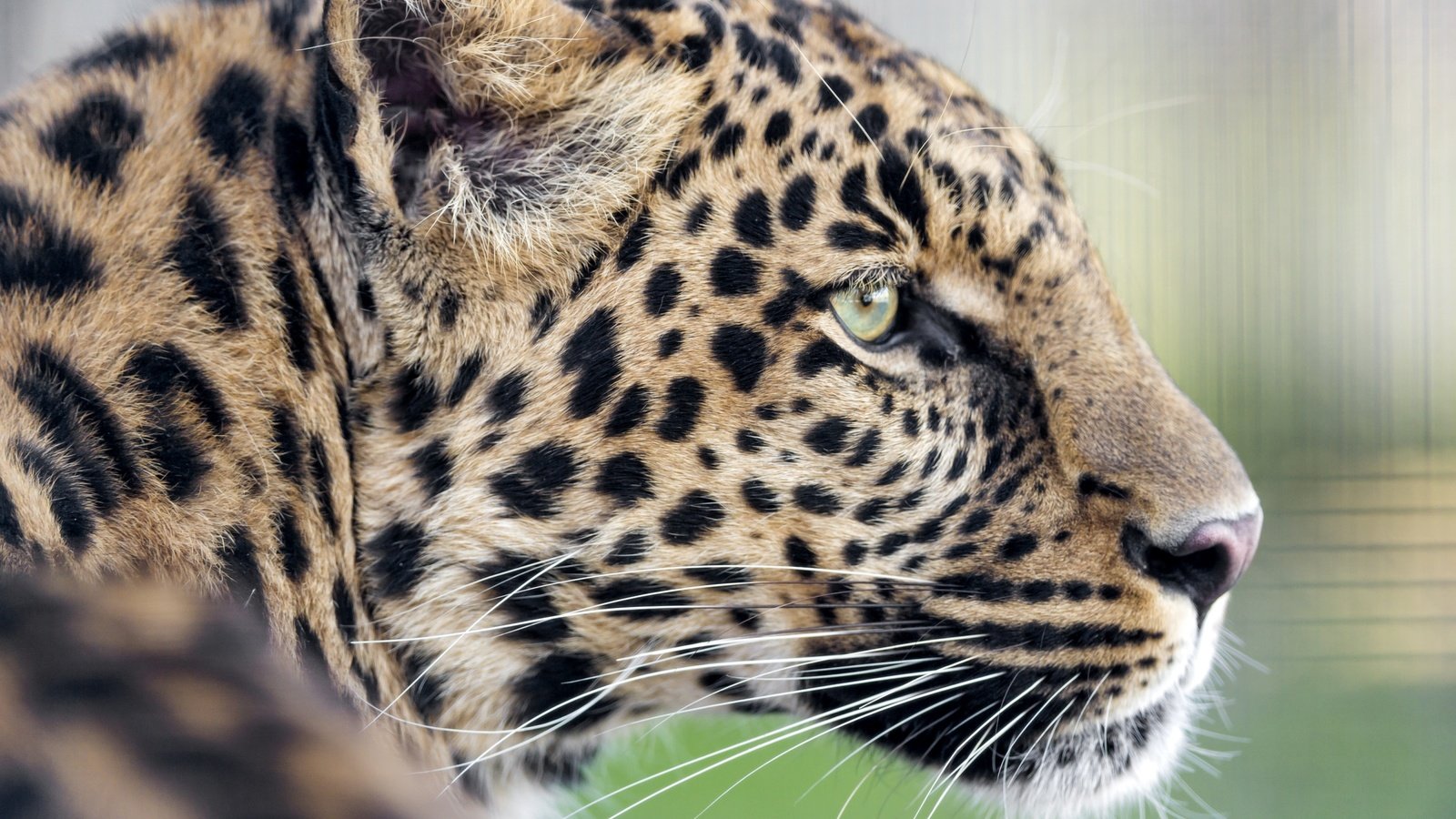 Обои леопард, хищник, профиль, leopard, predator, profile разрешение 3200x2130 Загрузить