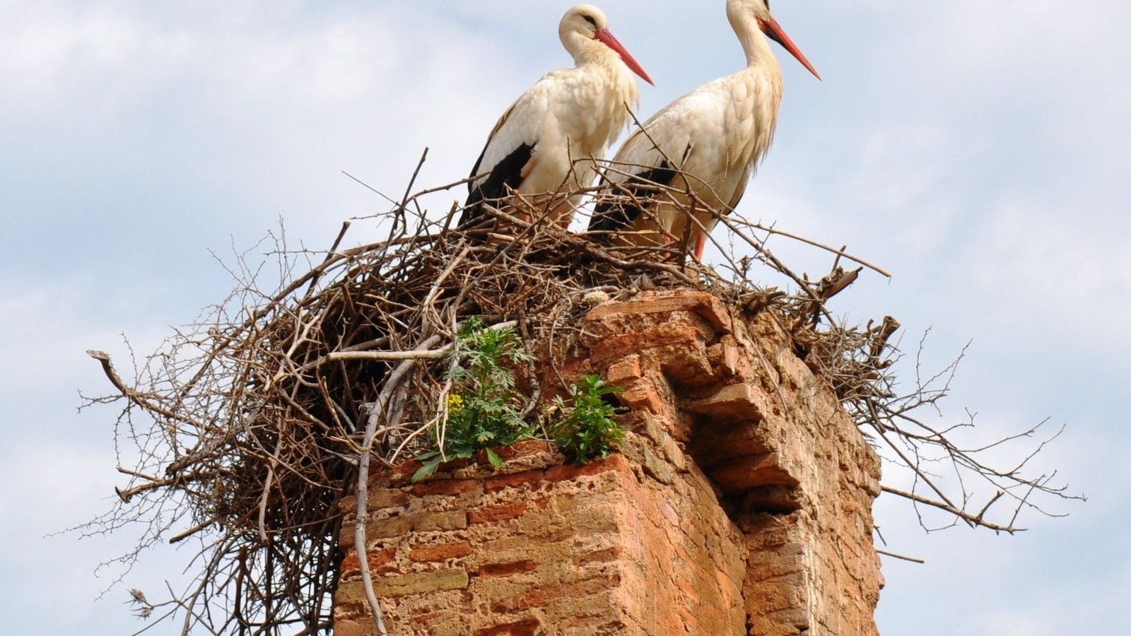 Обои небо, птицы, труба, гнездо, аисты, the sky, birds, pipe, socket, storks разрешение 1920x1440 Загрузить