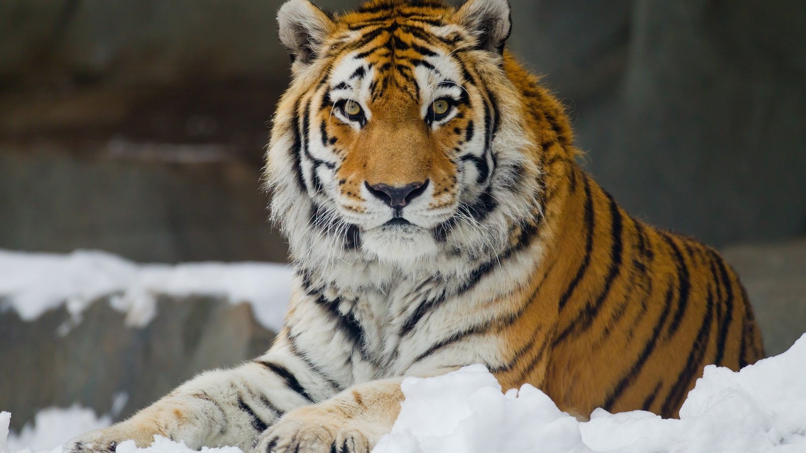 Обои тигр, снег, взгляд, хищник, большая кошка, отдых, амурский, tiger, snow, look, predator, big cat, stay, amur разрешение 3400x2266 Загрузить