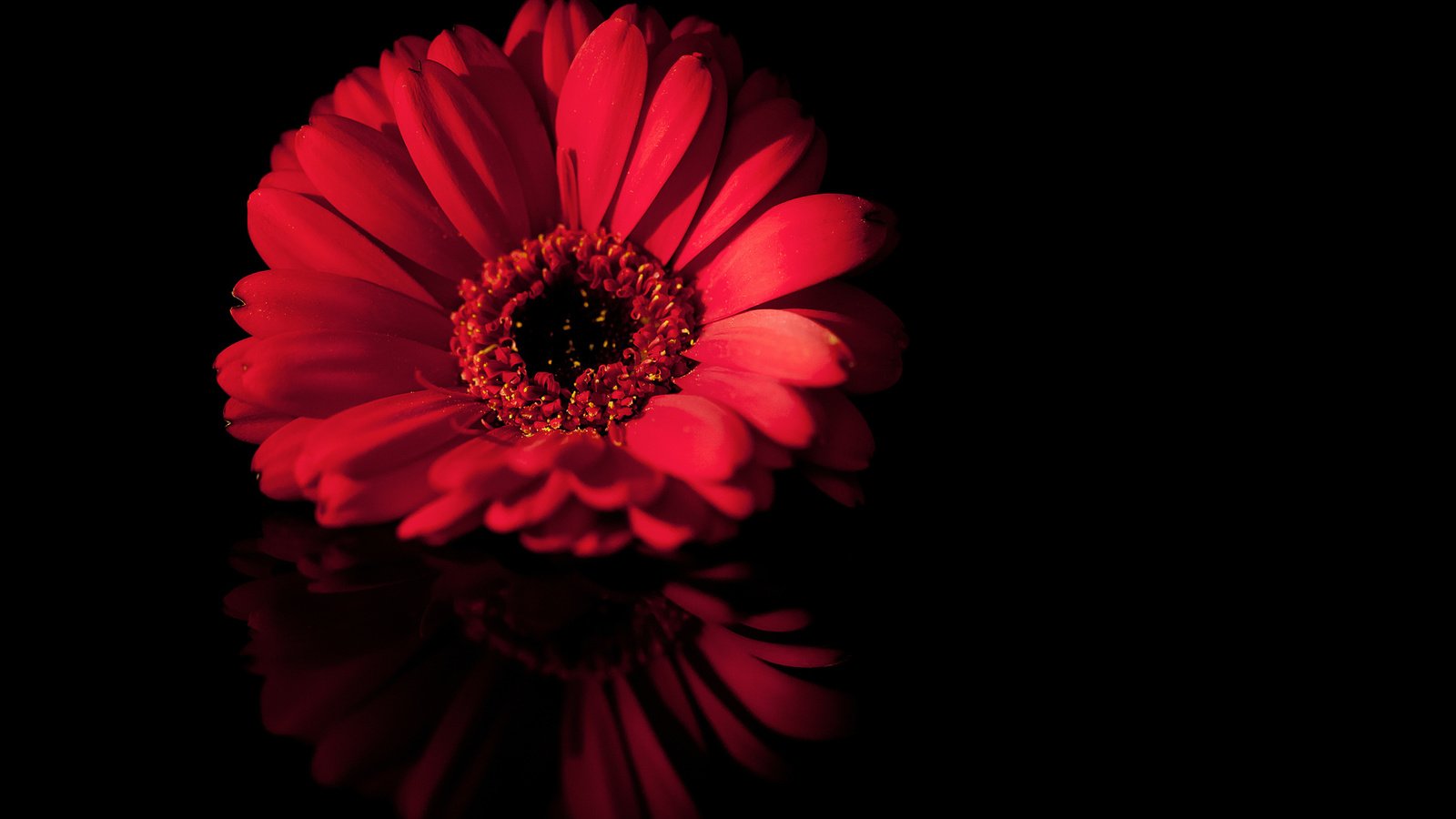 Обои макро, отражение, цветок, лепестки, черный, красный, macro, reflection, flower, petals, black, red разрешение 1920x1080 Загрузить