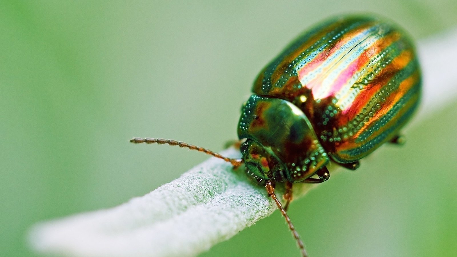 Обои зелёный, жук, макро, насекомое, золотистый, green, beetle, macro, insect, golden разрешение 1920x1080 Загрузить