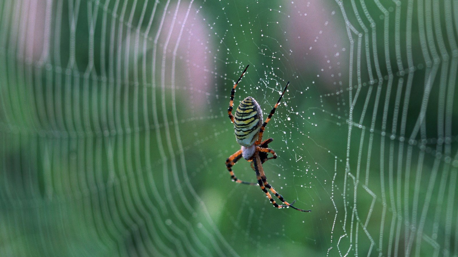 Обои макро, паук, паутина, на природе, macro, spider, web, nature разрешение 1920x1200 Загрузить