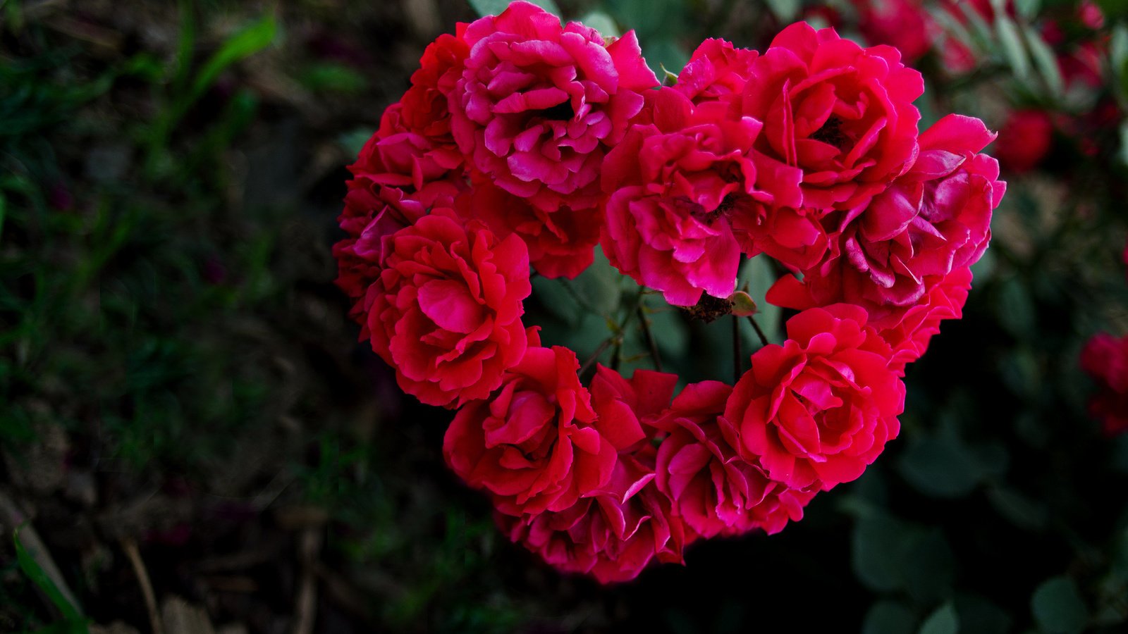 Обои розы, лепестки, размытость, сердце, roses, petals, blur, heart разрешение 1920x1200 Загрузить