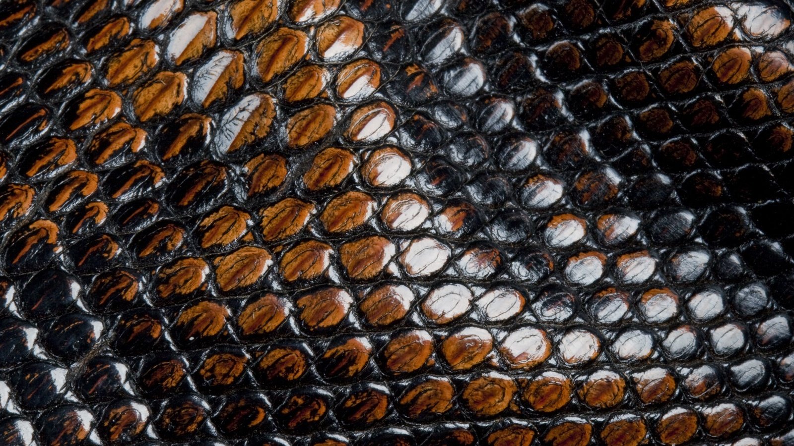 Обои кожа, змеи, чешуя, animal texture, leather, snakes, scales разрешение 3734x2367 Загрузить