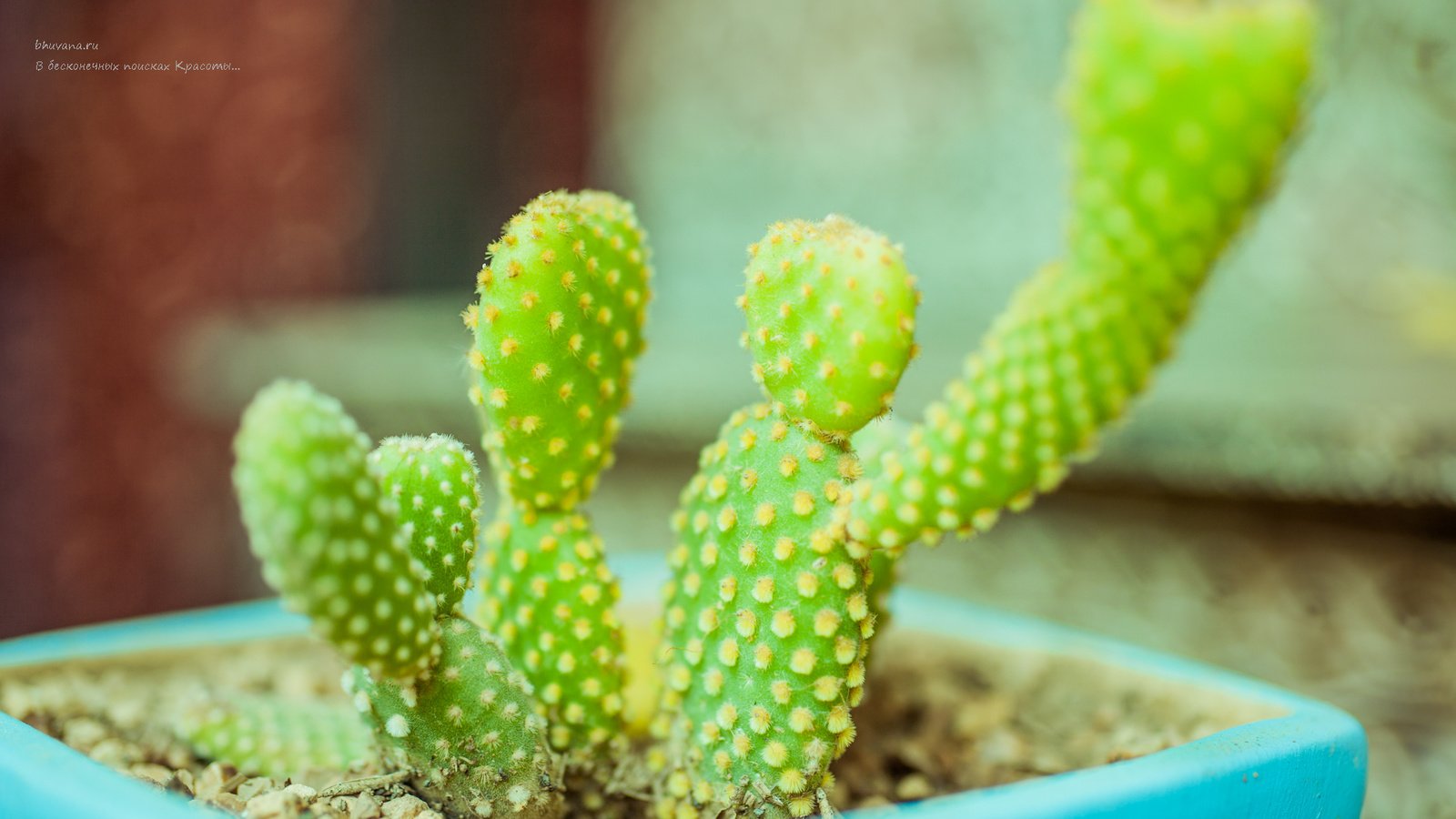 Обои кактусы, cacti разрешение 1920x1080 Загрузить