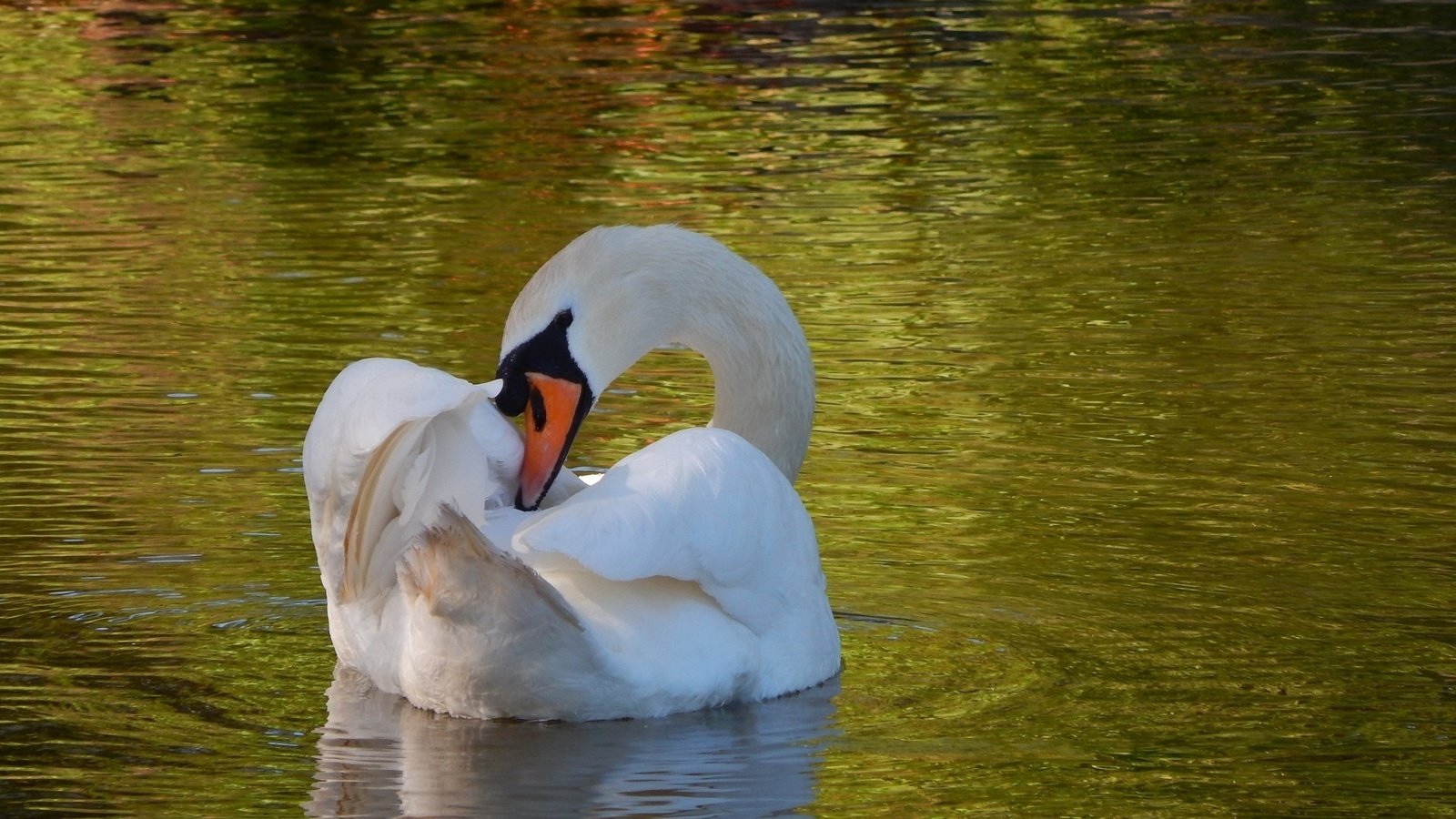 Обои водоем, рябь, лебедь, грация, pond, ruffle, swan, grace разрешение 1920x1200 Загрузить