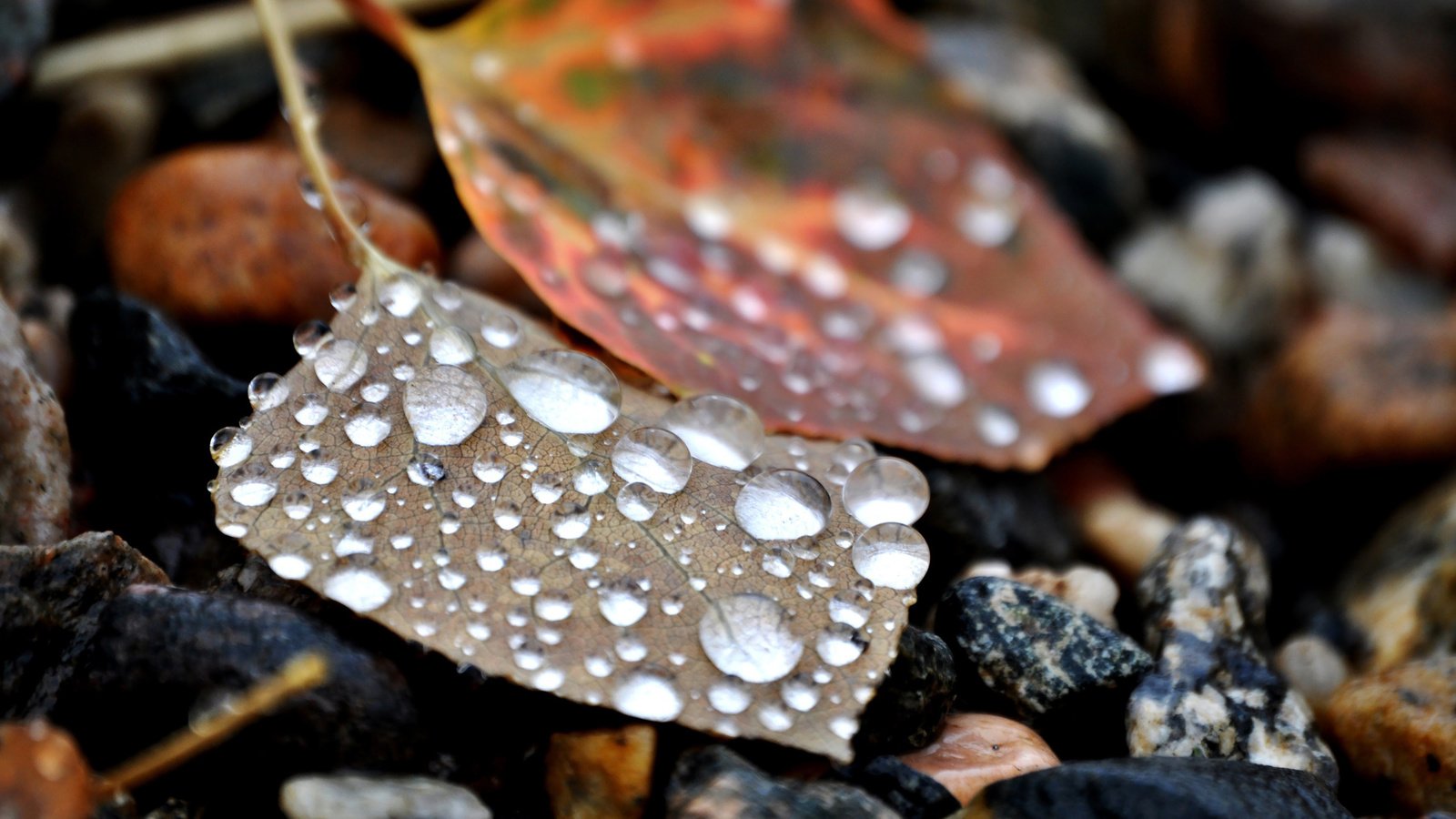 Обои камни, листья, капли, stones, leaves, drops разрешение 2560x1600 Загрузить