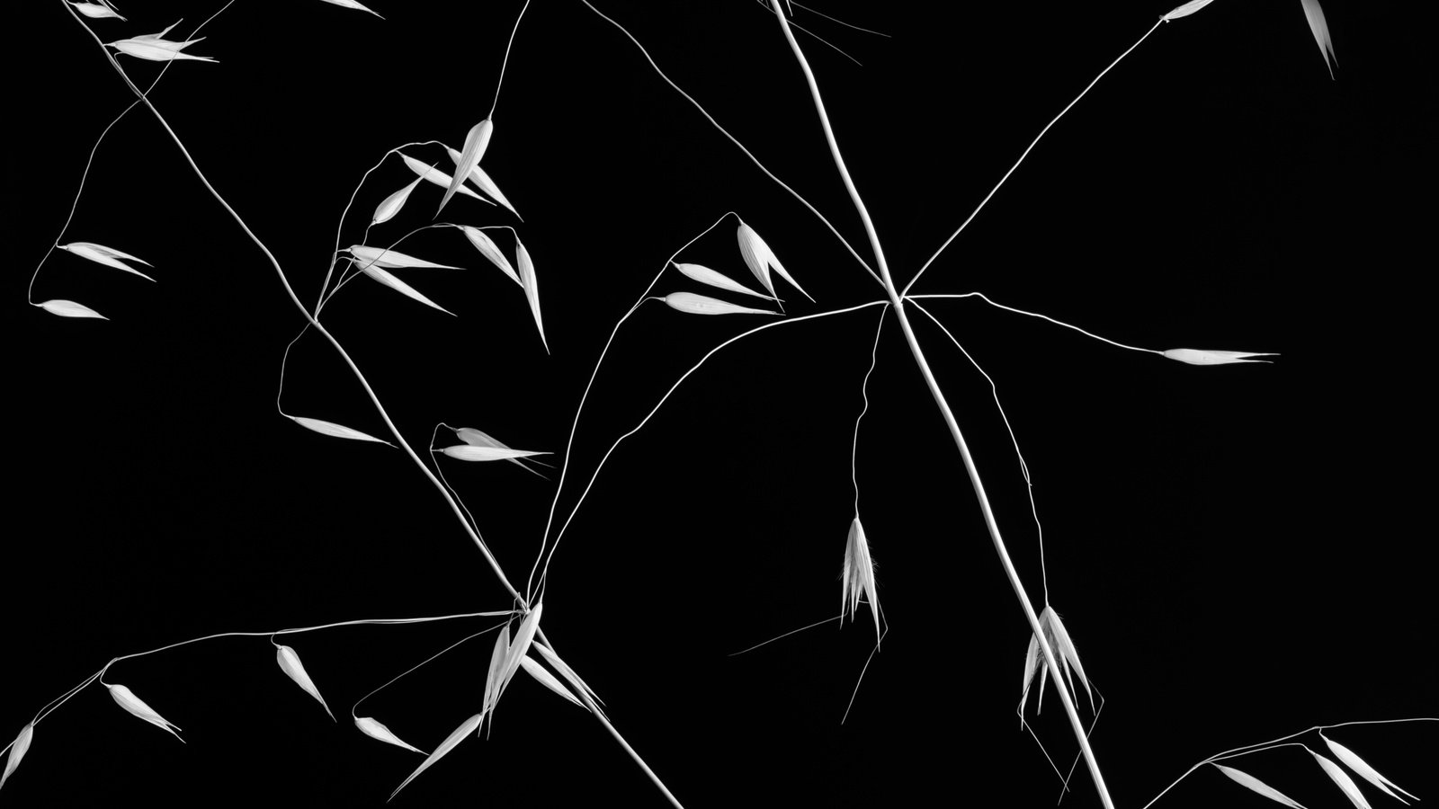 Обои фон, чёрно-белое, растение, злак, crossed lines, background, black and white, plant, cereal разрешение 2500x1667 Загрузить