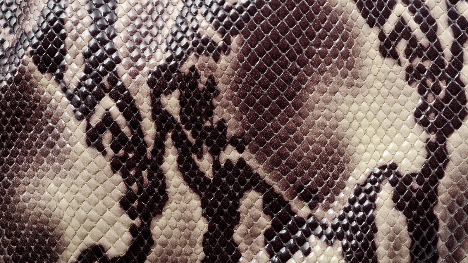 Обои текстура, animal texture, раскраска, кожа змеи, змеиная кож, texture, coloring, a snake's skin разрешение 2560x1600 Загрузить