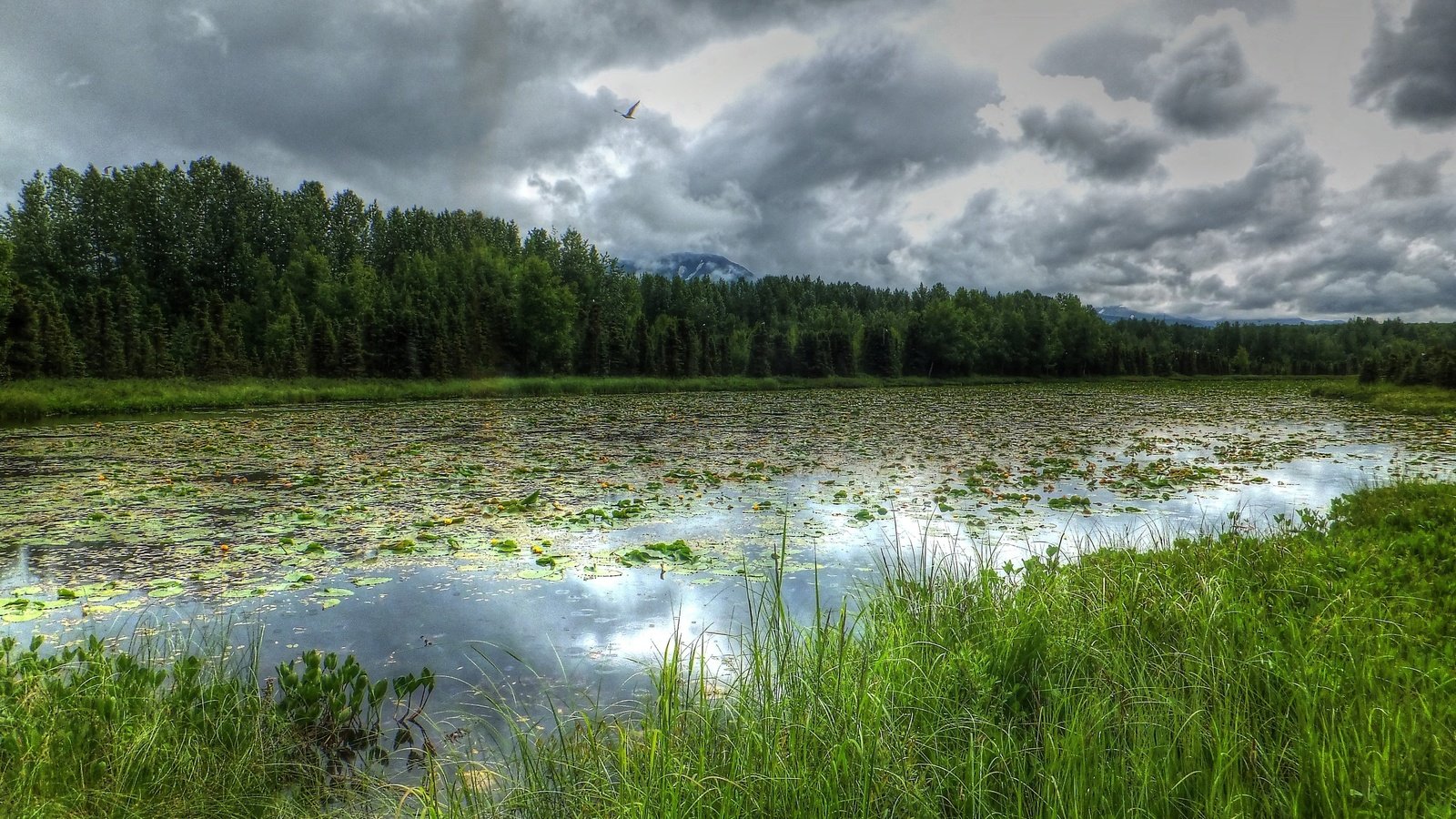 Обои река, лес, тучи, пейзаж, аляска, river, forest, clouds, landscape, alaska разрешение 2560x1600 Загрузить