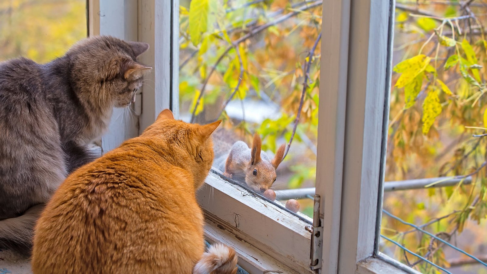 Обои осень, коты, окно, кошки, белка, autumn, cats, window, protein разрешение 1920x1200 Загрузить