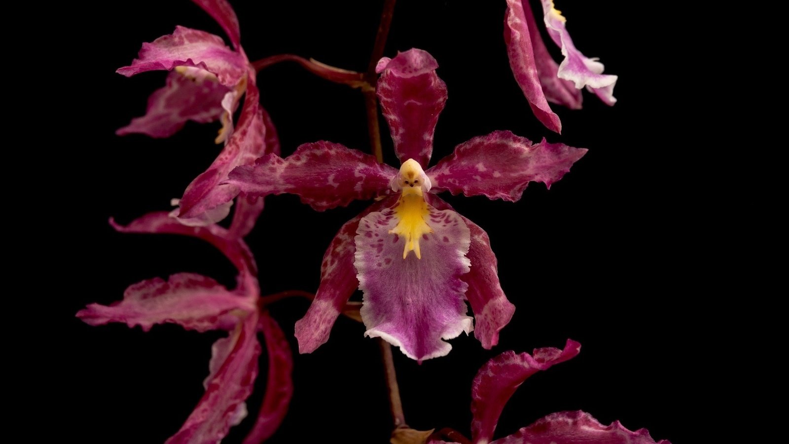 Обои макро, цветок, лепестки, темный фон, орхидея, macro, flower, petals, the dark background, orchid разрешение 1920x1200 Загрузить