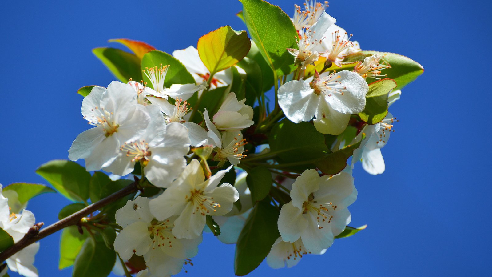 Обои цветы, ветка, цветение, весна, flowers, branch, flowering, spring разрешение 1920x1200 Загрузить