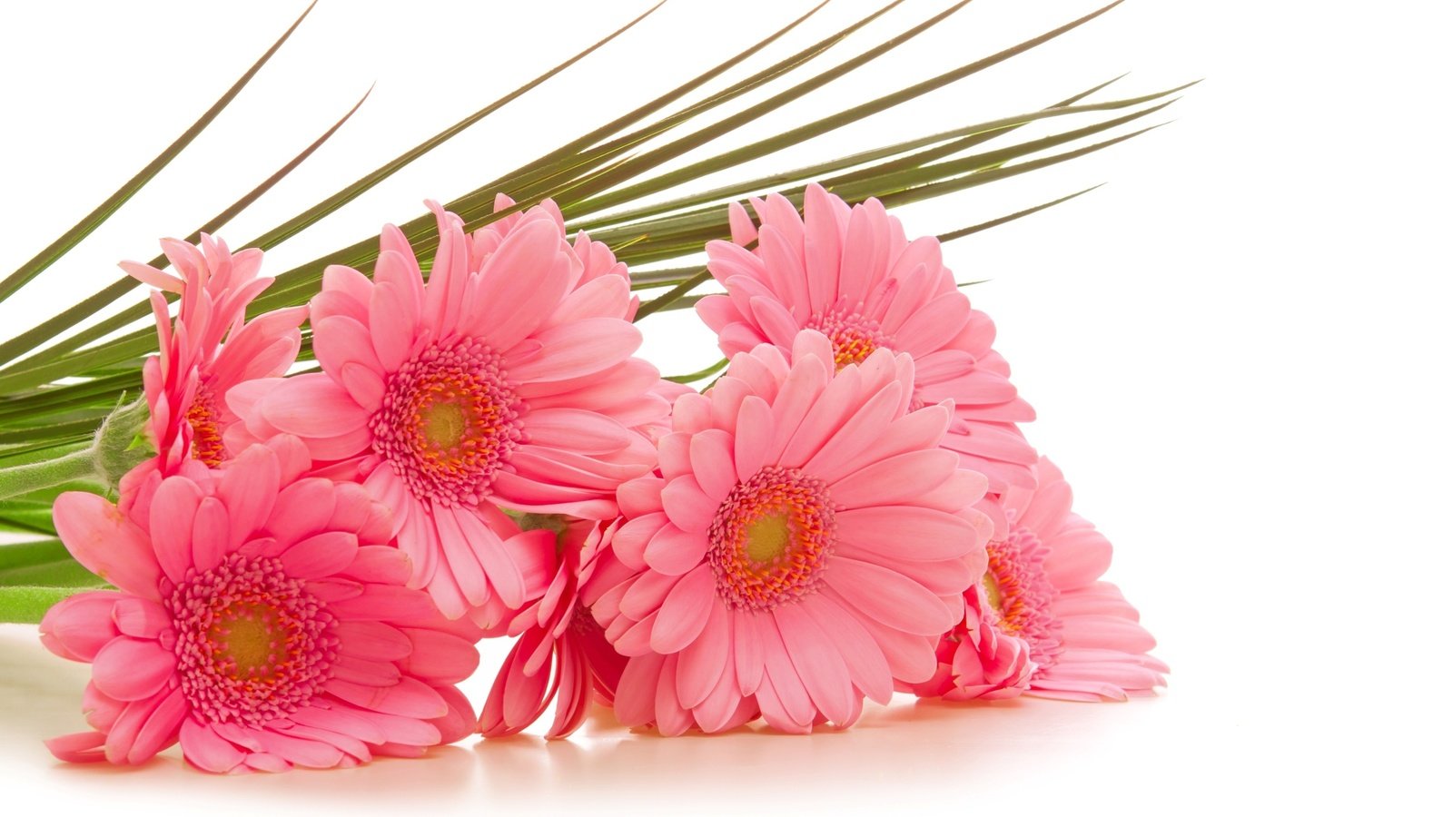 Обои цветы, розовые, белый фон, герберы, гербера, flowers, pink, white background, gerbera разрешение 2560x1600 Загрузить