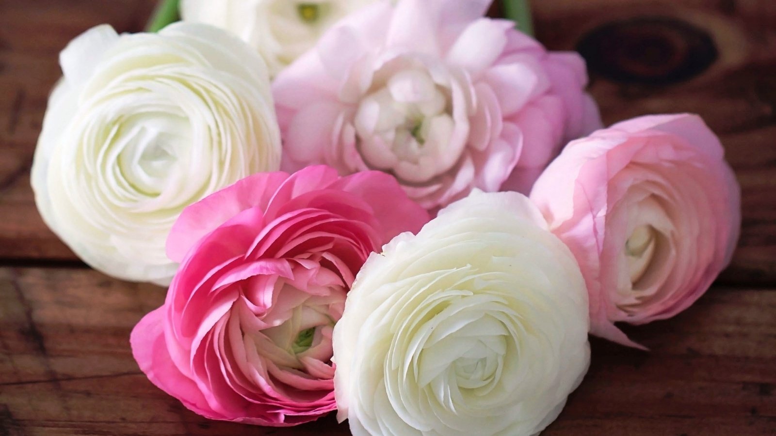 Обои цветы, бутоны, лепестки, розовые, белые, ранункулюс, лютики, flowers, buds, petals, pink, white, ranunculus, buttercups разрешение 1920x1200 Загрузить