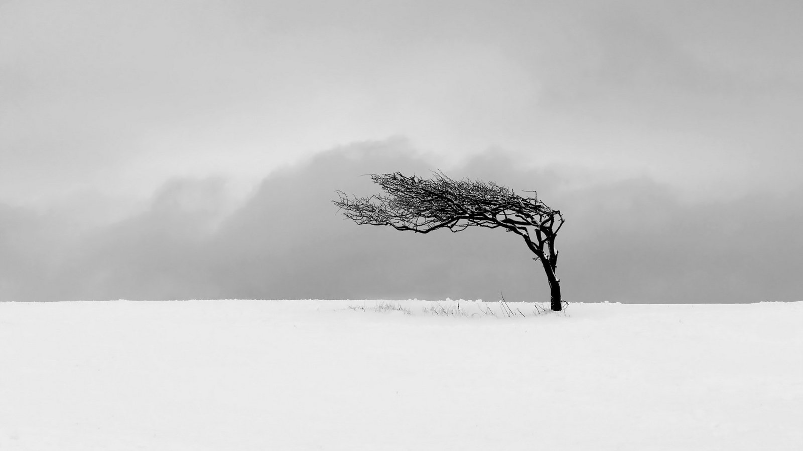 Обои снег, дерево, поле, м, snow, tree, field, m разрешение 1920x1200 Загрузить