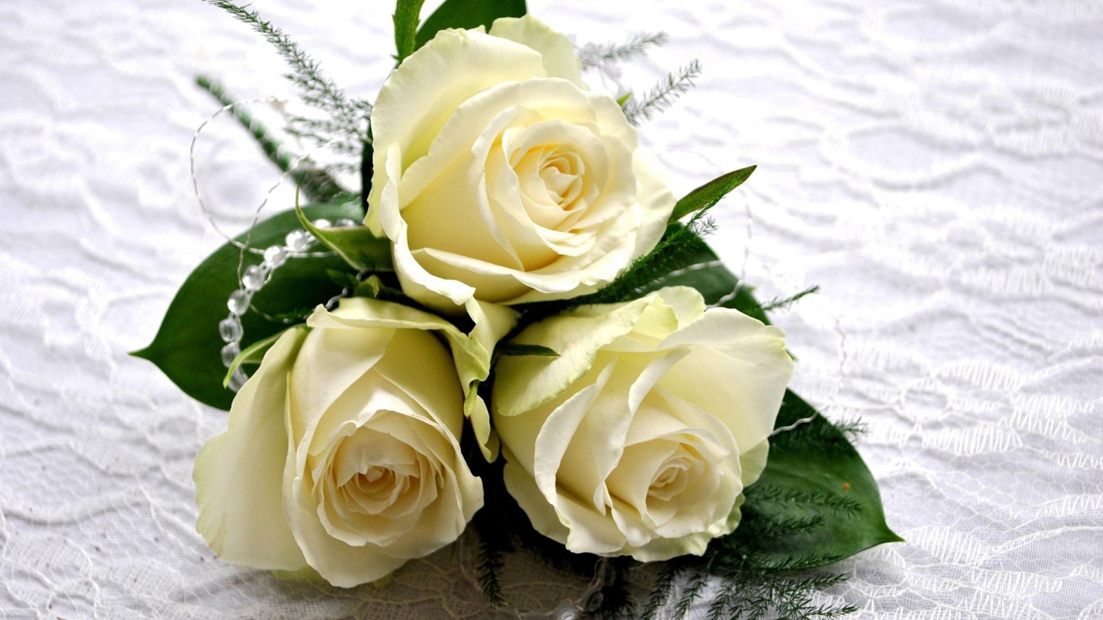 Обои цветы, розы, белые, три, flowers, roses, white, three разрешение 2560x1440 Загрузить