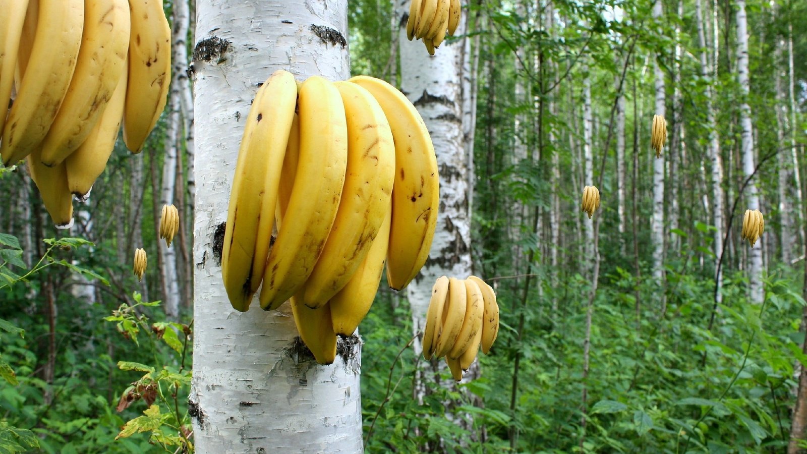 Обои березы, бананы, растут, роща., birch, bananas, grow, grove. разрешение 2048x1365 Загрузить