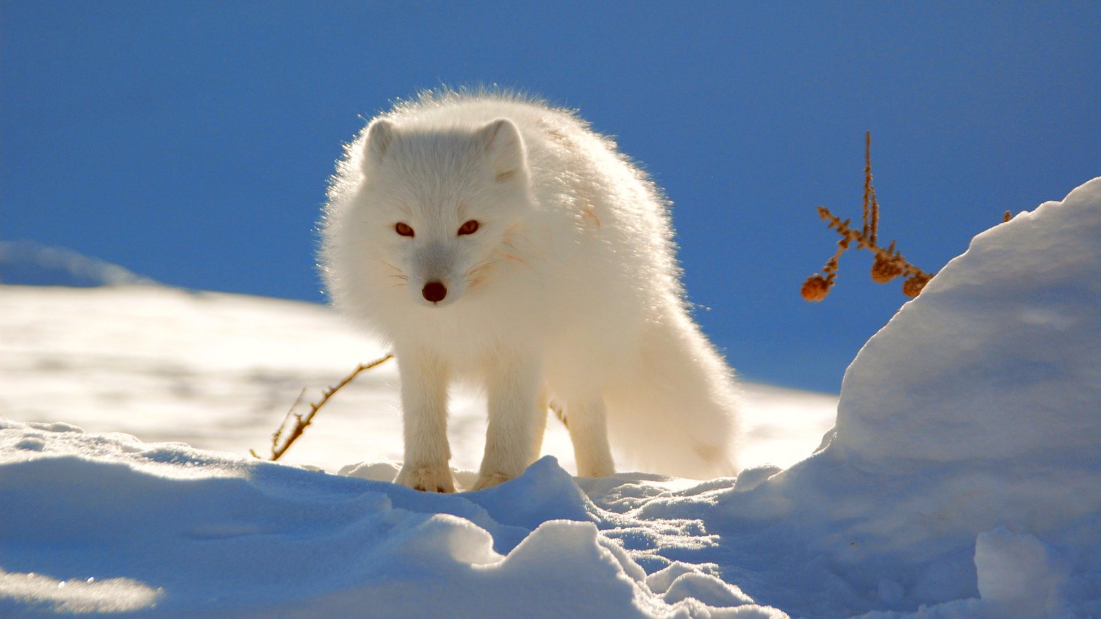 Обои снег, зима, песец, полярная лисица, snow, winter, fox, polar fox разрешение 2560x1600 Загрузить