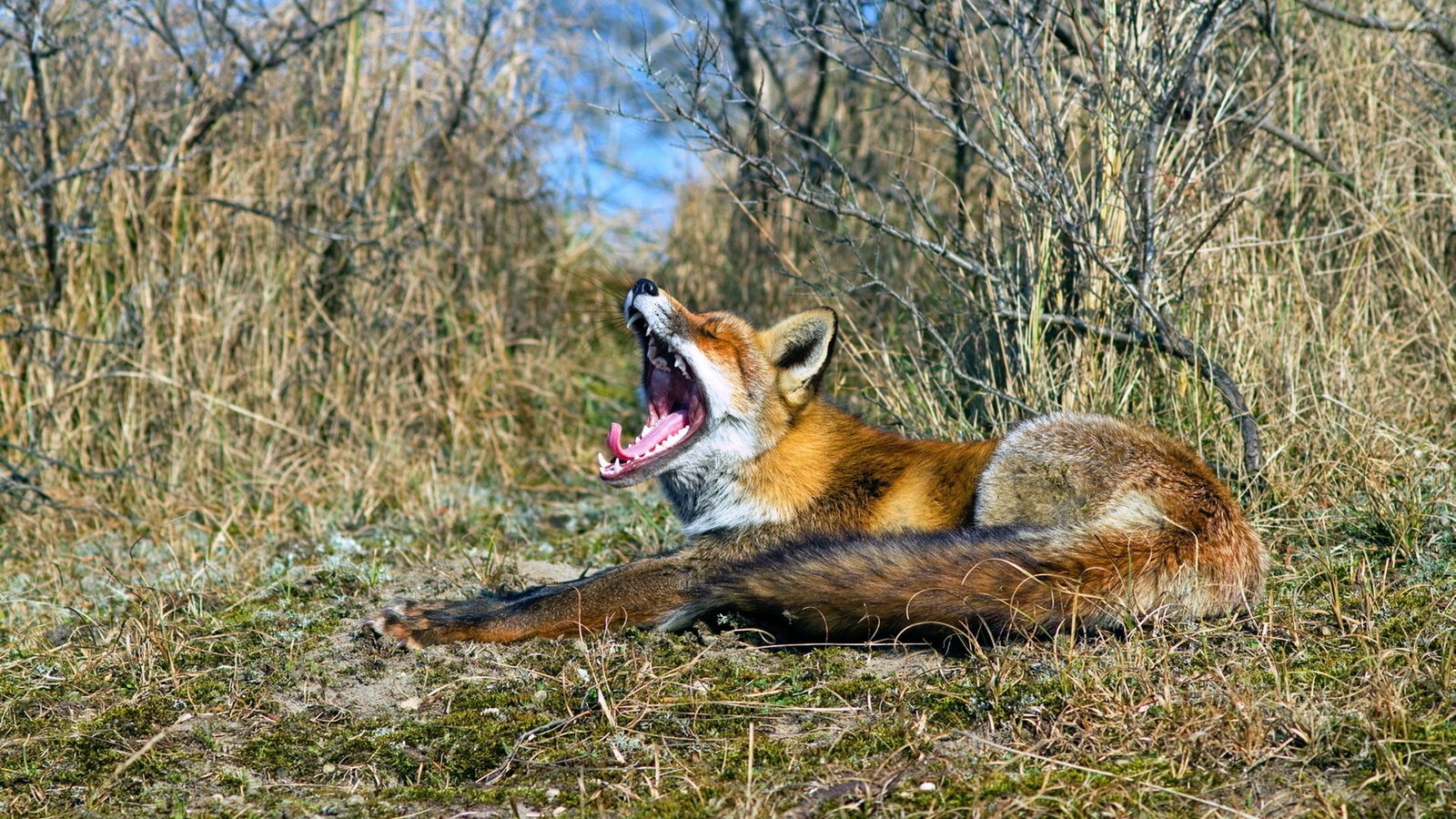 Обои природа, лиса, пасть, nature, fox, mouth разрешение 1920x1200 Загрузить