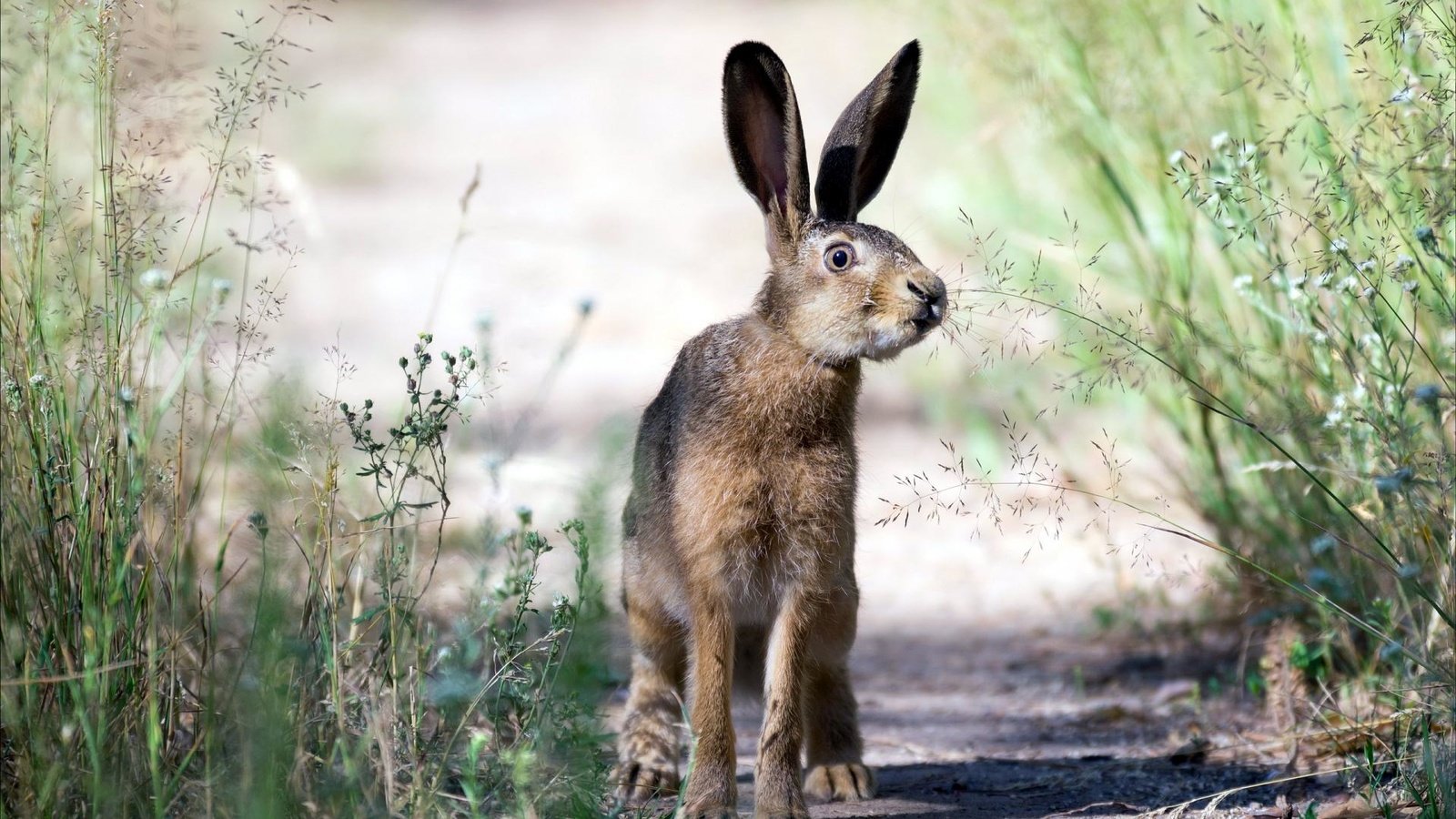 Обои трава, природа, взгляд, уши, заяц, grass, nature, look, ears, hare разрешение 1920x1200 Загрузить