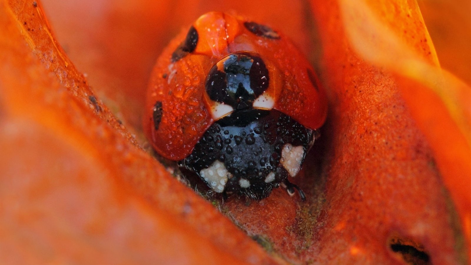 Обои насекомое, цветок, роса, капли, божья коровка, insect, flower, rosa, drops, ladybug разрешение 1920x1200 Загрузить