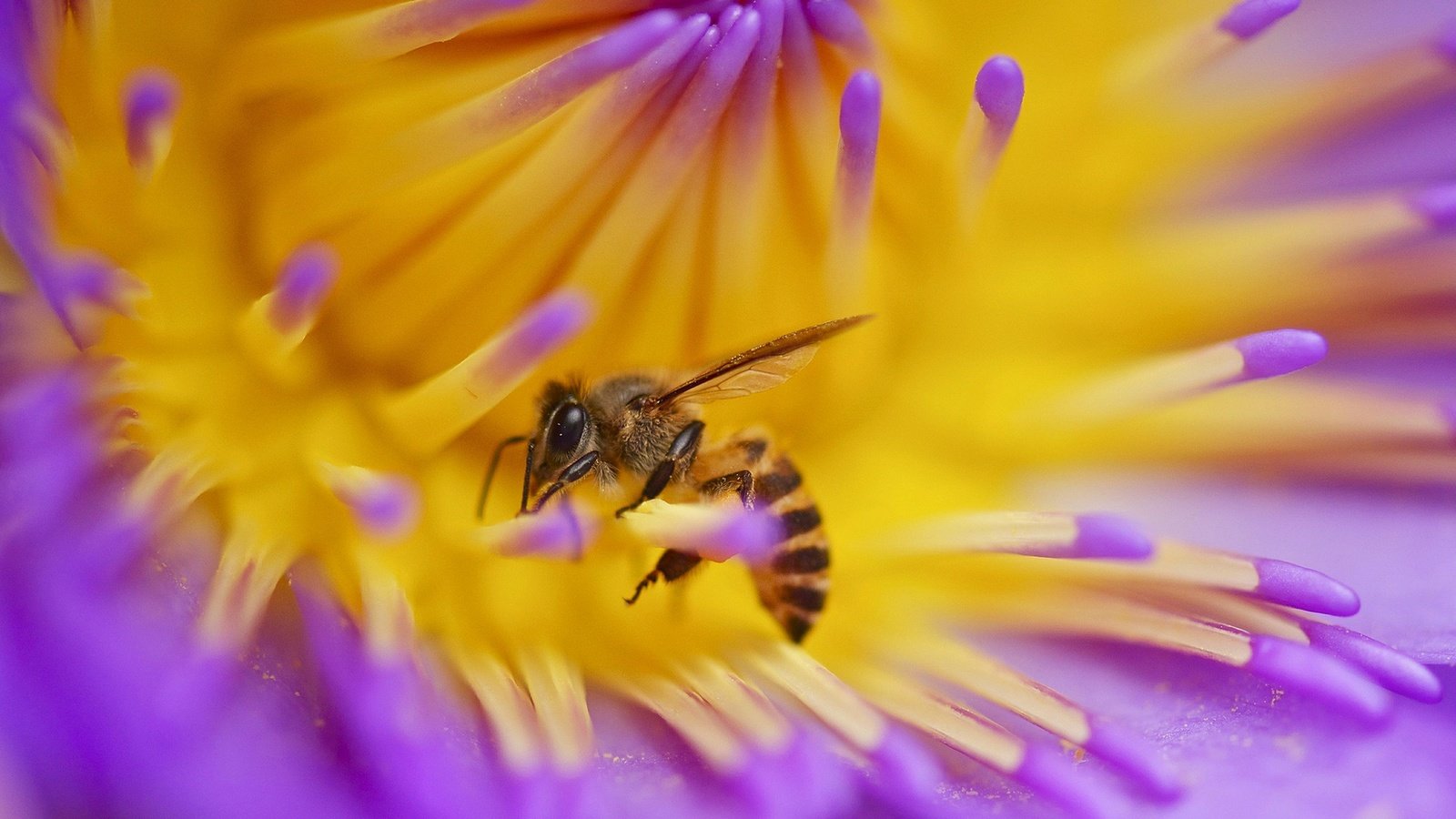 Обои макро, насекомое, цветок, пчела, macro, insect, flower, bee разрешение 1920x1200 Загрузить