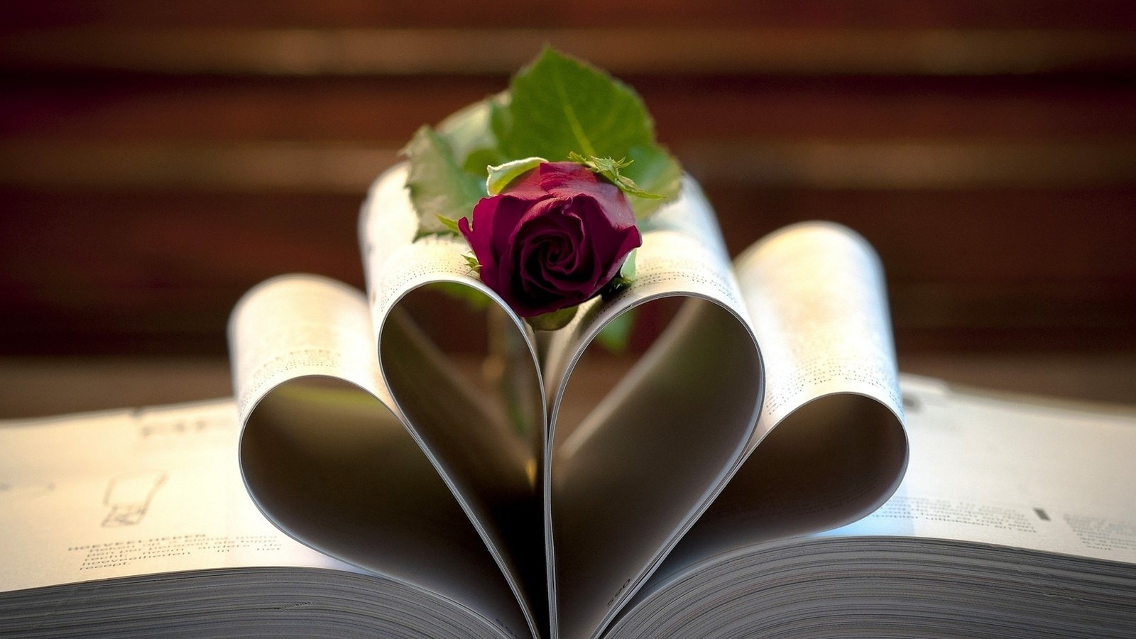 Обои макро, цветок, роза, лежит, книга, macro, flower, rose, lies, book разрешение 1920x1200 Загрузить