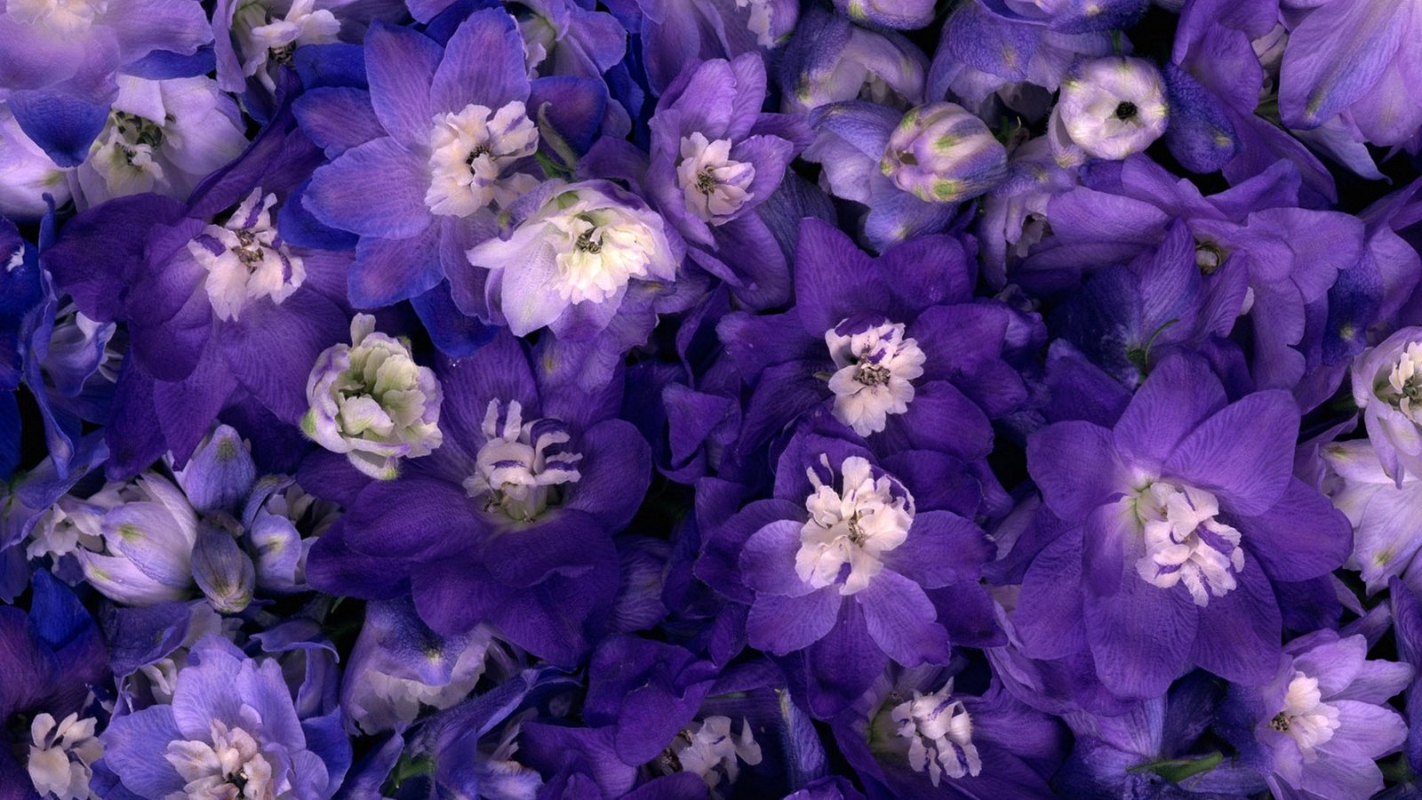 Обои цветы, макро, синие, нежные, фиолетовые, flowers, macro, blue, gentle, purple разрешение 1920x1200 Загрузить