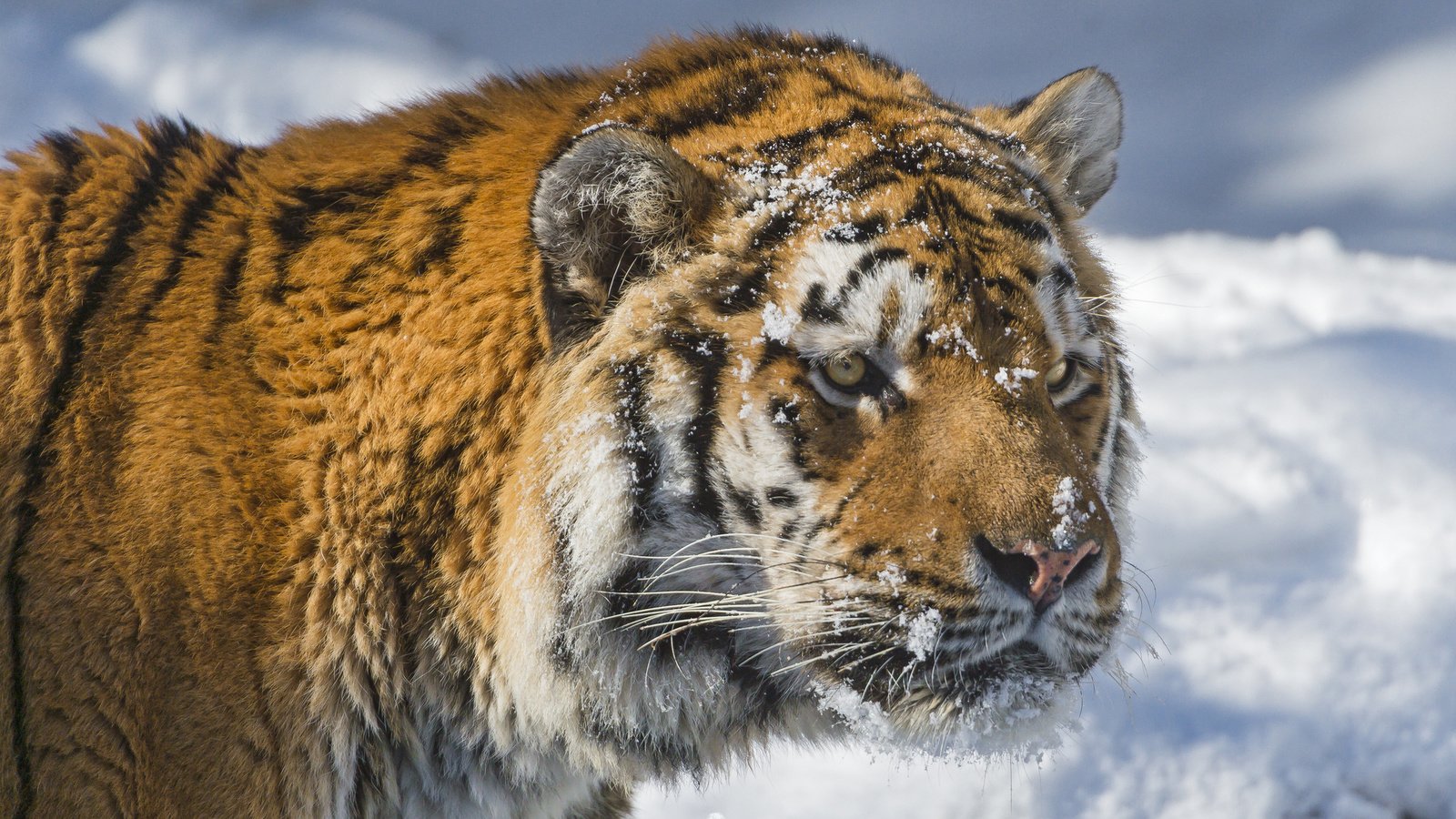 Обои тигр, морда, снег, зима, хищник, большая кошка, амурский тигр, tiger, face, snow, winter, predator, big cat, the amur tiger разрешение 2048x1365 Загрузить