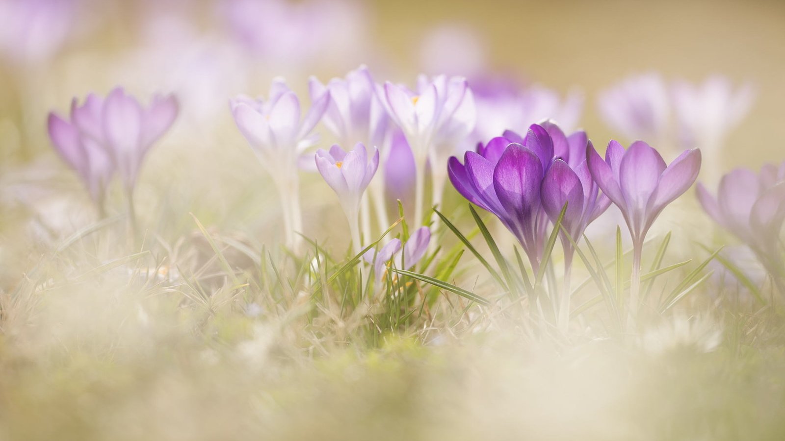 Обои цветы, трава, макро, весна, крокусы, боке, flowers, grass, macro, spring, crocuses, bokeh разрешение 1920x1280 Загрузить