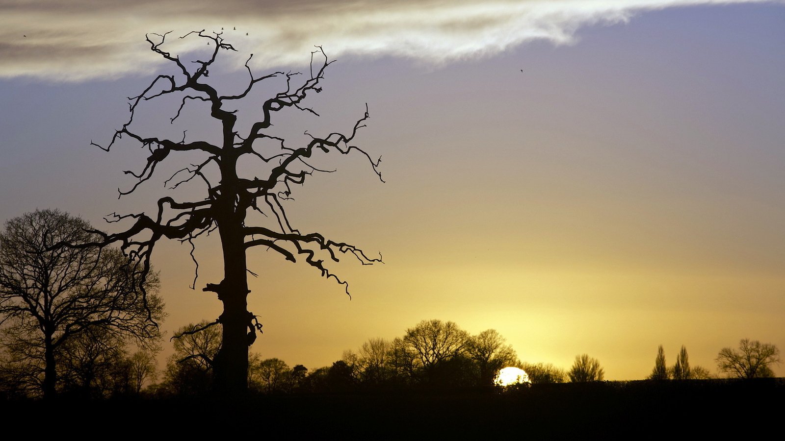 Обои дерево, пейзаж, утро, tree, landscape, morning разрешение 1920x1080 Загрузить