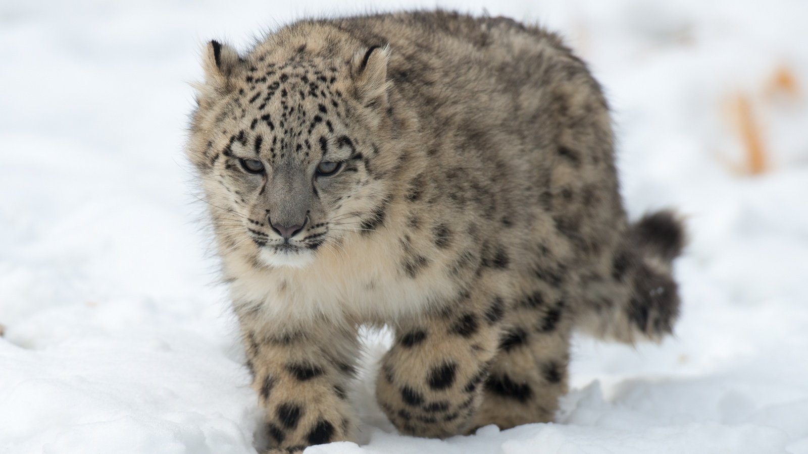Обои снег, хищник, снежный барс, ирбис, детеныш, snow, predator, snow leopard, irbis, cub разрешение 3200x2300 Загрузить