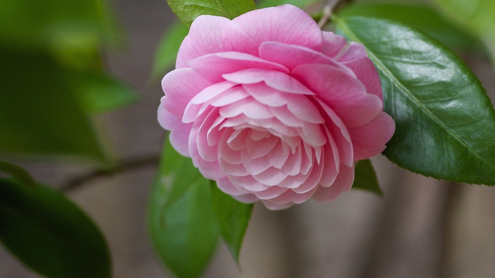 Обои листья, макро, цветок, бутон, розовый, камелия, leaves, macro, flower, bud, pink, camellia разрешение 1920x1200 Загрузить