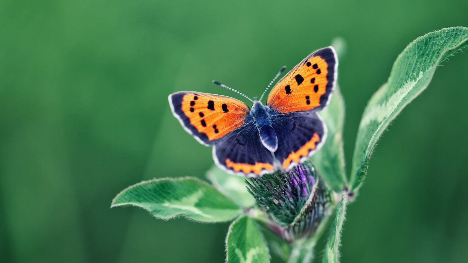 Обои макро, цветок, бабочка, насекомые, macro, flower, butterfly, insects разрешение 1920x1280 Загрузить